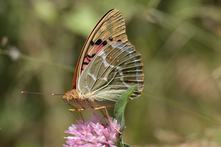 Argynnis pandora: Bild 27