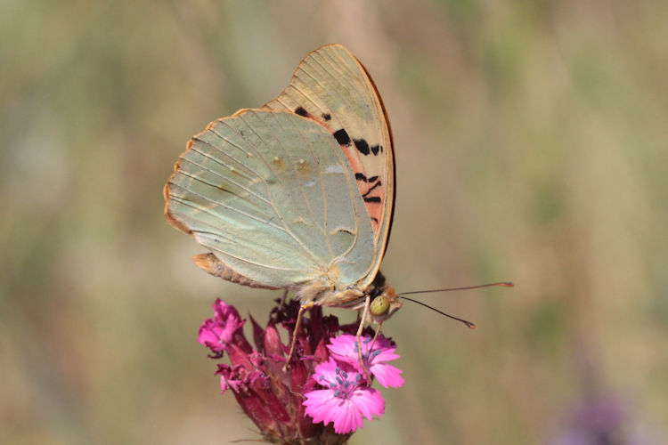 Argynnis pandora: Bild 28