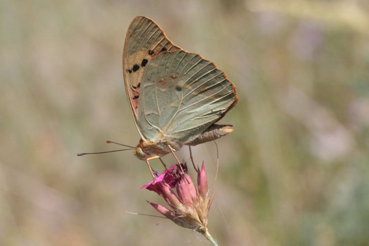 Argynnis pandora: Bild 29