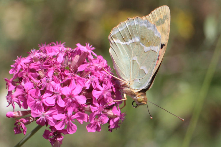 Argynnis pandora: Bild 30