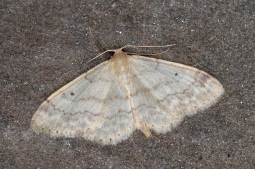 Idaea biselata: Bild 7