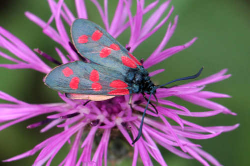 Zygaena transalpina: Bild 5