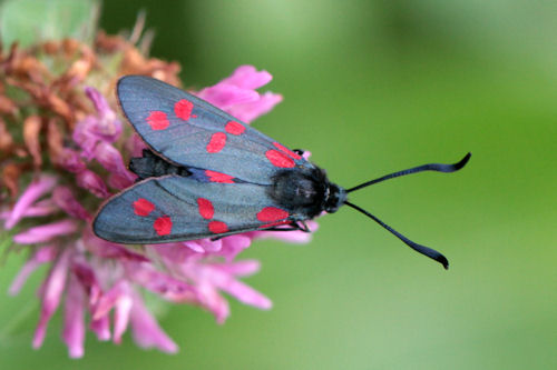 Zygaena filipendulae: Bild 13