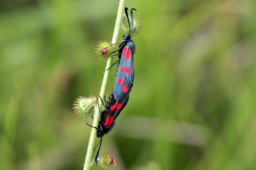 Zygaena filipendulae: Bild 29