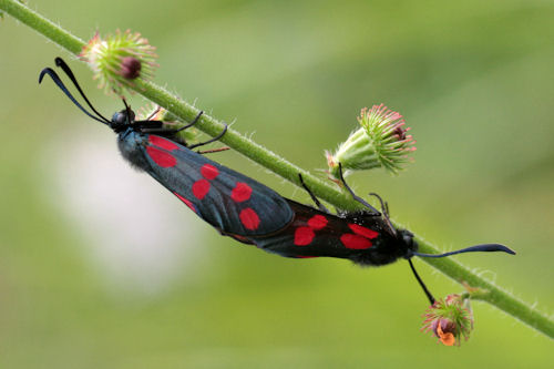 Zygaena filipendulae: Bild 30