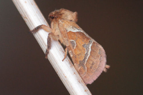 Triodia sylvina: Bild 2