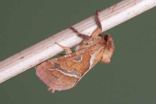 Triodia sylvina: Bild 3