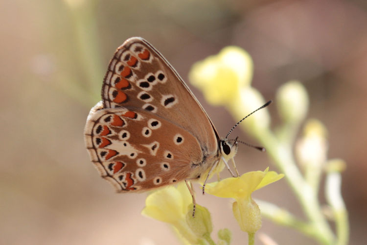 Aricia agestis azerbajdzhana: Bild 8