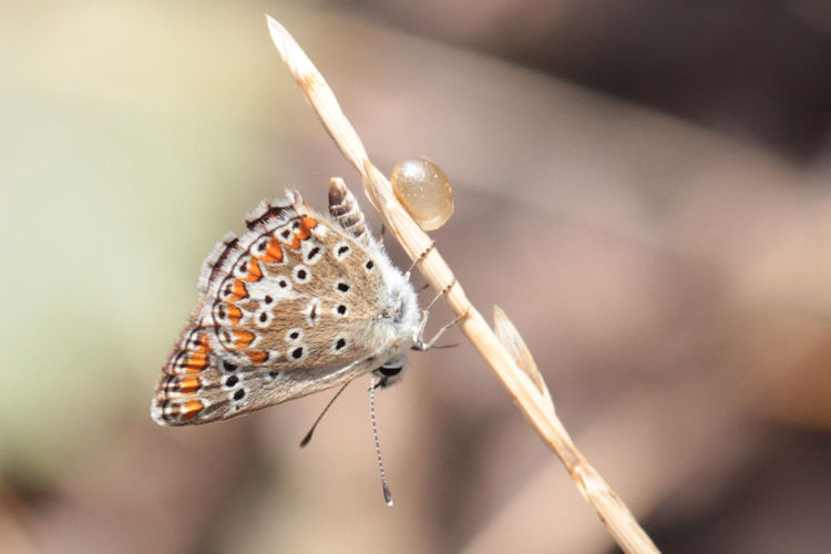 Polyommatus icarus: Bild 55