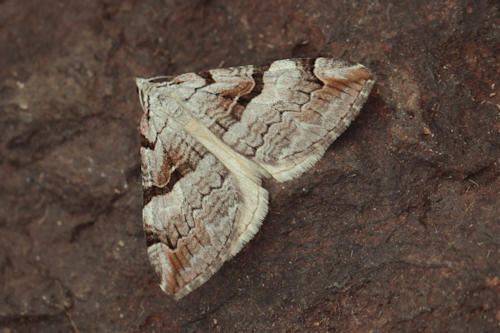 Aplocera praeformata: Bild 8