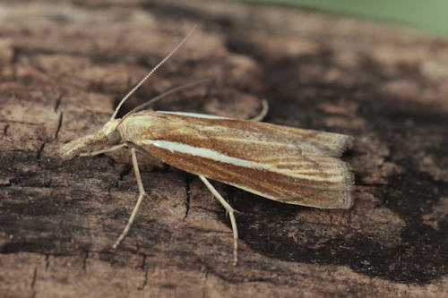 Agriphila tristella: Bild 6