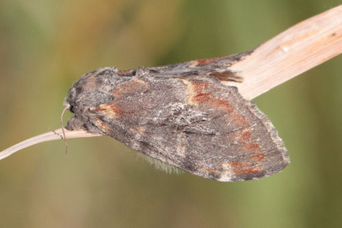 Notodonta dromedarius: Bild 12
