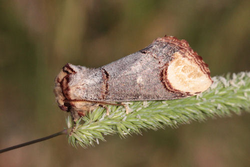 Phalera bucephala: Bild 5