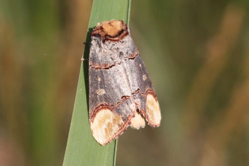 Phalera bucephala: Bild 6