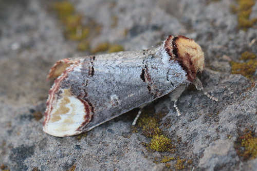 Phalera bucephala: Bild 8