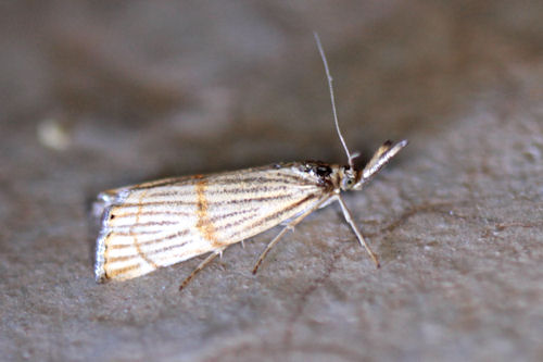 Chrysocrambus cassentiniellus: Bild 6