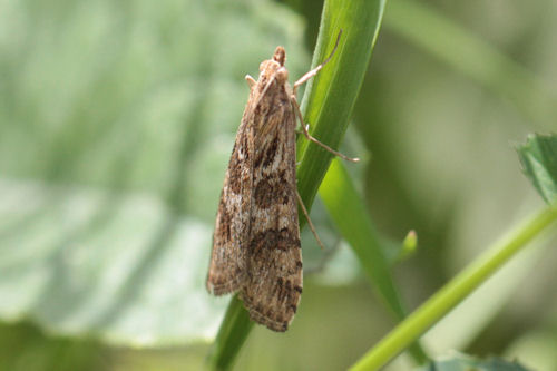 Nomophila noctuella: Bild 6