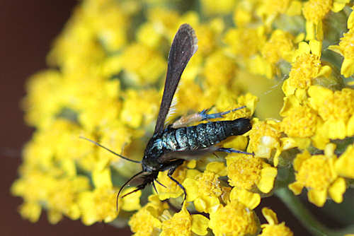 Negotinthia myrmosaeformis: Bild 1