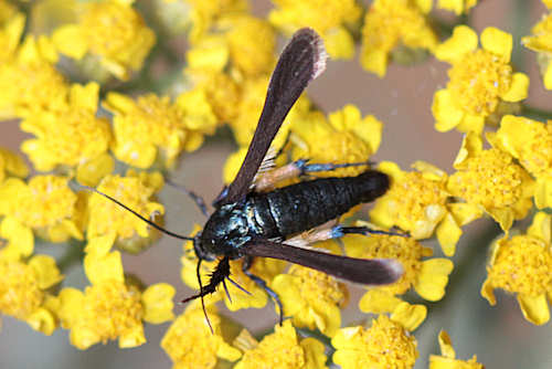 Negotinthia myrmosaeformis: Bild 2