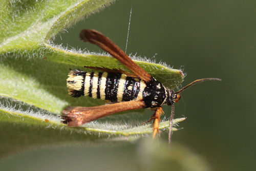 Negotinthia hoplisiformis: Bild 1