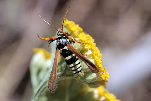 Negotinthia hoplisiformis: Bild 4