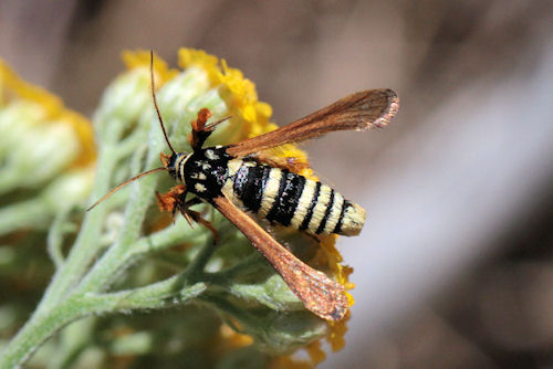 Negotinthia hoplisiformis: Bild 5