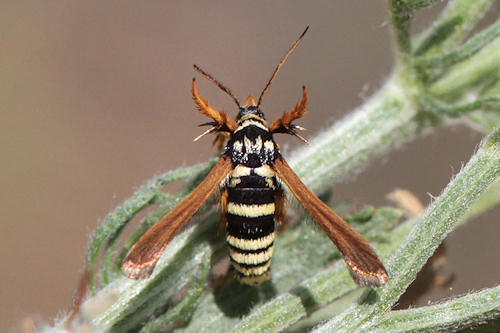 Negotinthia hoplisiformis: Bild 7