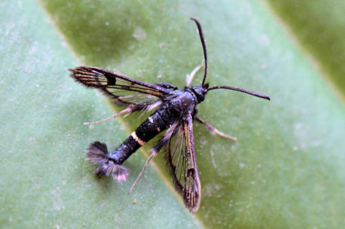 Synanthedon andrenaeformis tenuicingulatum: Bild 1