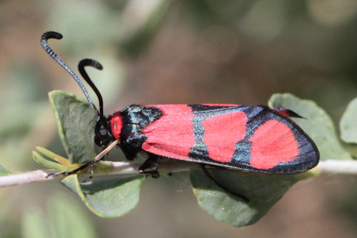 Zygaena cuvieri: Bild 2