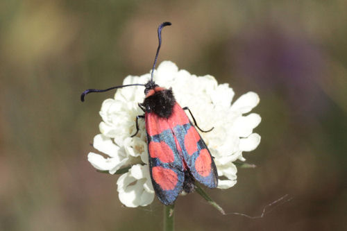 Zygaena cuvieri: Bild 4