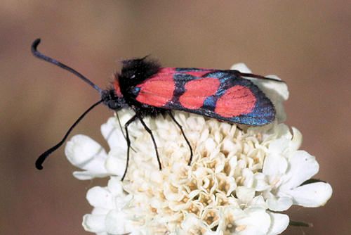 Zygaena cuvieri: Bild 5