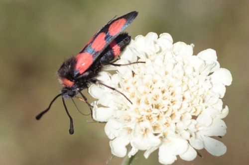 Zygaena cuvieri: Bild 7