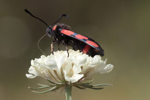 Zygaena cuvieri: Bild 8