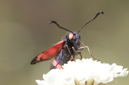 Zygaena cuvieri: Bild 12