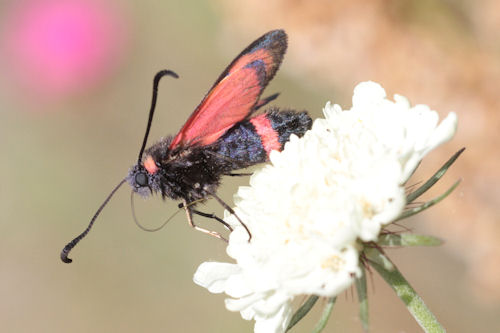 Zygaena cuvieri: Bild 13