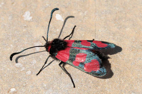 Zygaena cuvieri: Bild 9