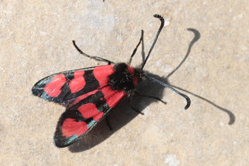 Zygaena cuvieri: Bild 10