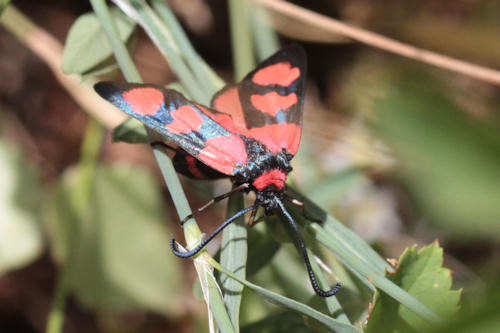 Zygaena cuvieri: Bild 11