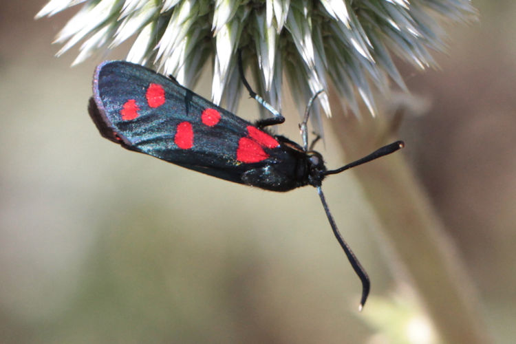 Zygaena dorycnii: Bild 1