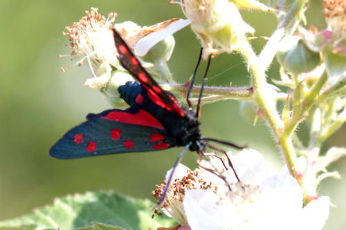 Zygaena dorycnii: Bild 3