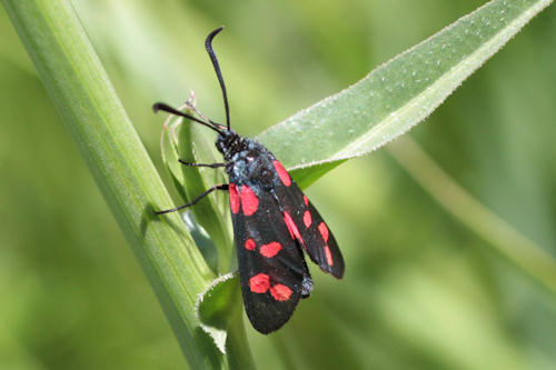 Zygaena filipendulae: Bild 14