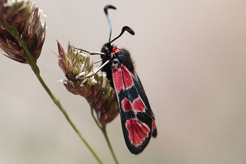 Zygaena haberhaueri: Bild 1