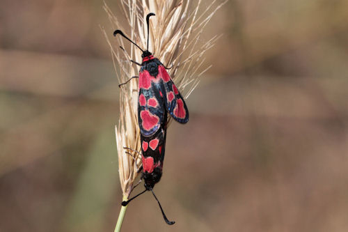 Zygaena haberhaueri: Bild 4