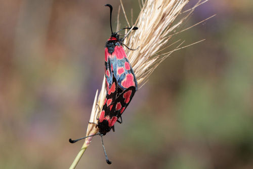 Zygaena haberhaueri: Bild 5