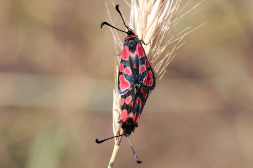 Zygaena haberhaueri: Bild 6