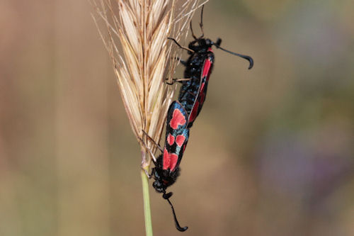 Zygaena haberhaueri: Bild 7