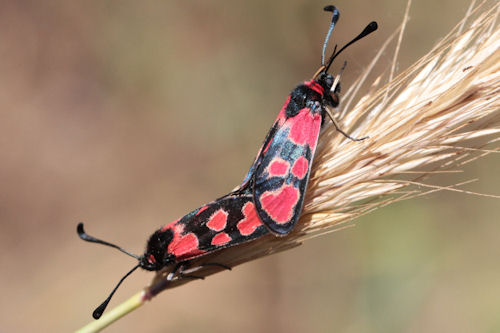 Zygaena haberhaueri: Bild 8