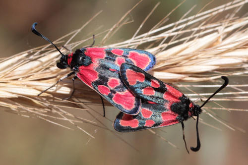 Zygaena haberhaueri: Bild 9