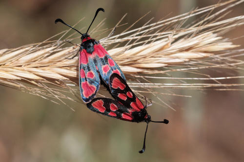 Zygaena haberhaueri: Bild 10