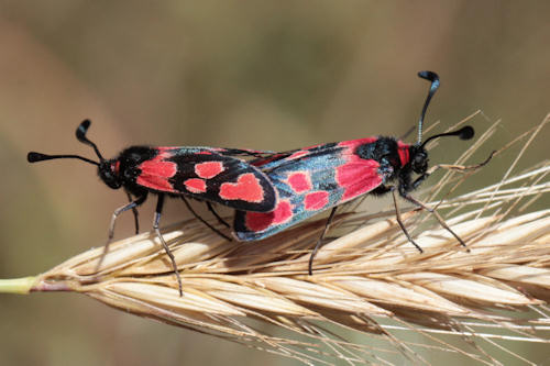 Zygaena haberhaueri: Bild 11